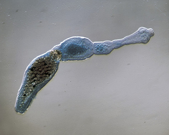 Tasemnice lií (Echinococcus multilocularis)