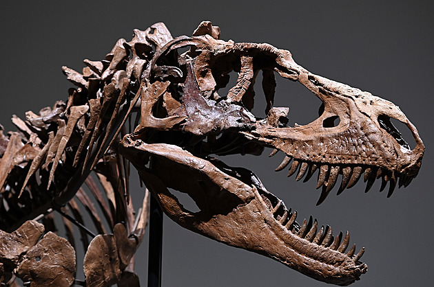 Obří dinosaurus se prodal za 144 milionů, vědci s aukcí fosilie nesouhlasí