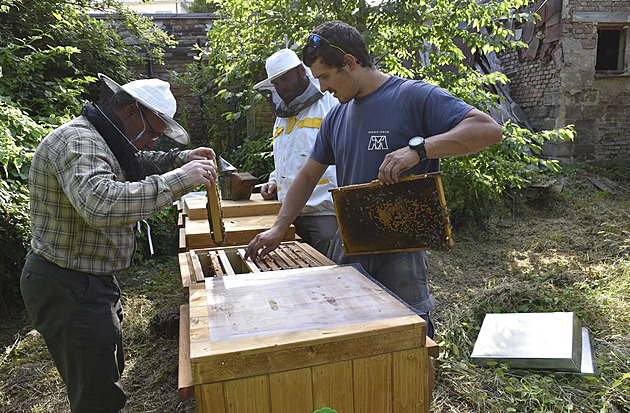 U městského úřadu ve Žďáře se nyní nachází pět úlů. Na snímku včelaři Milan...