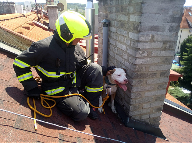 Pes strávil v horkém dnu půl hodiny na rozpálené střeše, sundali ho hasiči