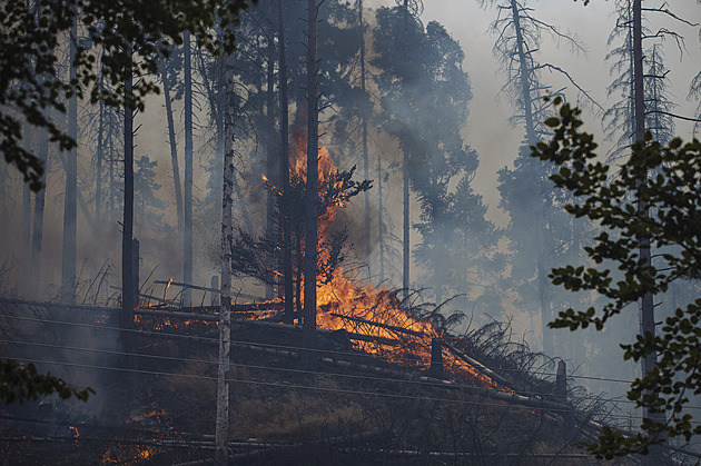 Požár přirozená příroda zvládne, může jí i pomoci, míní odborníci. Hospodářské lesy jsou na tom hůře