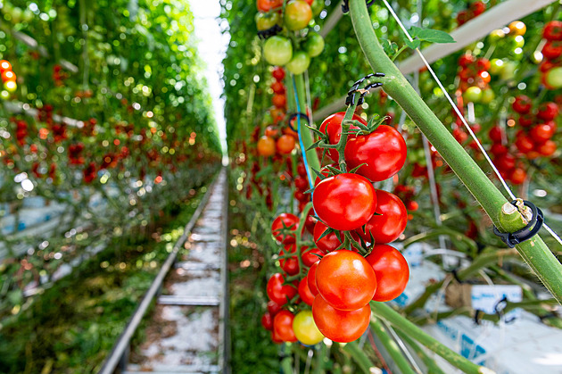 Českých rajčat se vypěstuje v zimě méně, vytápění skleníků se nevyplatí