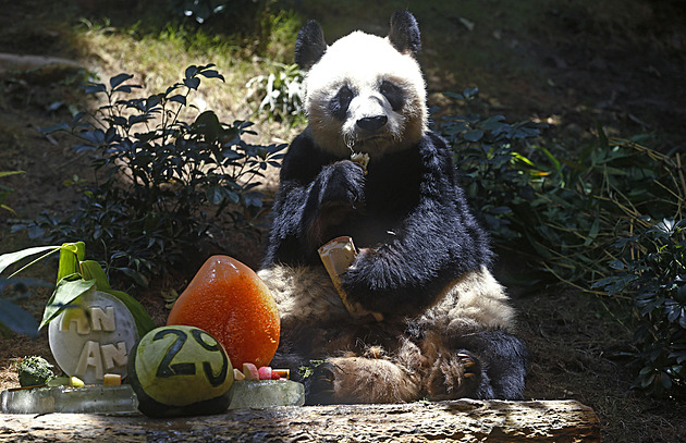 Hongkong oplakává smrt své nejstarší žijící pandy velké, An An bylo 35 let