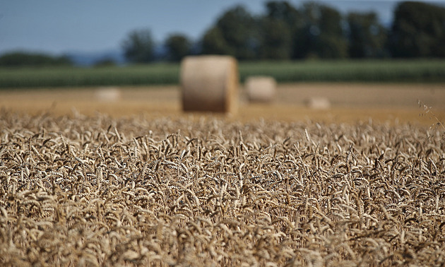 Čeští vědci přišli s objevem, díky kterému může vzniknout odolnější pšenice