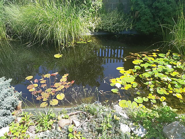 Zloděj vyplenil soukromé jezírko, ukradl koi kapry a polámal lekníny