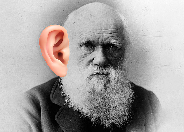 Darwinův hrbolek i zuby moudrosti. Co „zapomněla“ evoluce u lidí?