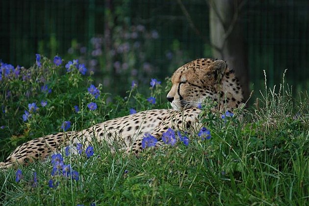 Gepardí samec z plzeské zoo uhynul v dsledku dlouhé tké nemoci.