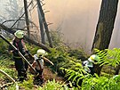 Hasi�i bojuj� s po��rem lesa v �esk�m �v�carsku. (24. �ervence 2022)