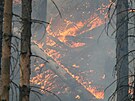 Plameny zachvátily les v eském výcarsku. (26. ervence 2022)