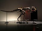 Kompletní fosilie obího masoravého gorgosaura. (5. ervence 2022)