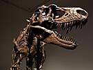 Kompletní fosilie obího masoravého gorgosaura. (5. ervence 2022)