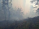 Zsah hasi v Nrodnm parku esk vcarsko pokrauje. (25. ervence 2022)