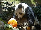 An An, nejstarí ijící panda velká chovaná v zajetí, se doila 35 let.