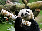 An An, nejstarí ijící panda velká chovaná v zajetí, se doila 35 let.