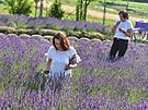 Levandulov farma ve Strn. Na snmku jsou Ivana (vpravo) a Radka Pikrylovy...