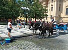 <p>Osvěžování koní na Staroměstském náměstí.</p>