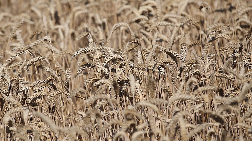Pšenice, která roste v Moravskoslezském kraji.