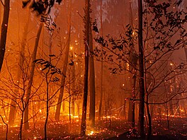 Na snímku poskytnutém hasiským sborem regionu Gironde je lesní poár u...