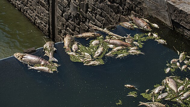 Hasi�i vytahuj� z �eky Dyje uhynul� ryby. (�ervenec 2022)