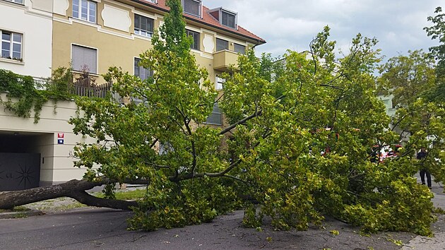 V sobotu hasii zasahovali u spadlho stromu v ulici U Pernikky na Smchov. (23. ervence 2022)