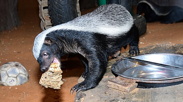 Medojed je chov�n v zoo velmi z��dka. Na cel�m sv�t� se jedn� jen o 16 instituc�, v Evrop� o 6, z toho 3 �esk� zoo. Medojed je toti� proklat� chytr� zv��e a zajistit jeho v�b�h tak, aby jej nep�ekonal, je docela chovatelsk� o��ek. Olomouckou skupinu zakl�dali v roce 2018 jedinci, poch�zej�c� z m�st sv�ho p�irozen�ho v�skytu v Africe. Olomouck� zoo prozat�m odchovala celkem 3 ml��ata.