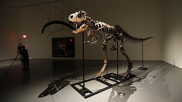 Kompletn fosilie obho masoravho gorgosaura. (5. ervence 2022)