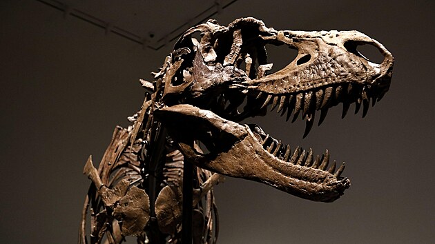 Kompletn fosilie obho masoravho gorgosaura. (5. ervence 2022)