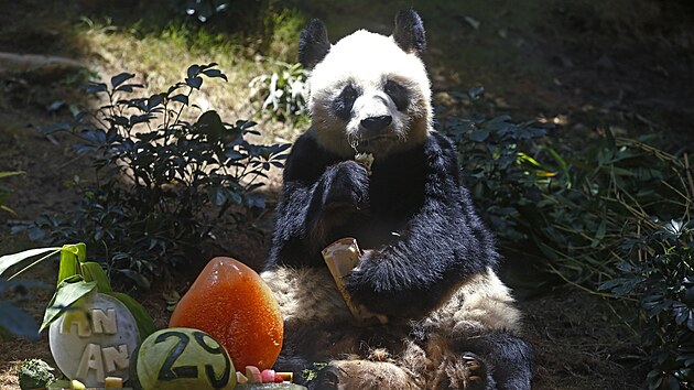 An An, nejstar ijc panda velk chovan v zajet, se doila 35 let.