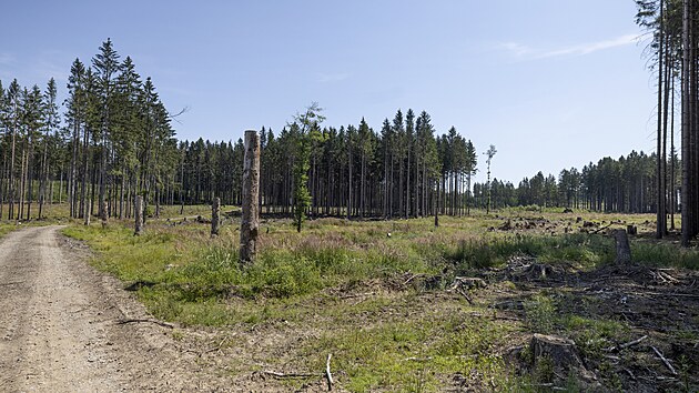 Stojící torzo toho, co bývalo stromem, uprostřed holiny je úmyslně ponechané vyvýšené místo, odkud mohou dravci, například sovy, lovit hlodavce, kteří mají tendenci se přemnožit a ničit práci lesníků (21. července 2022)
