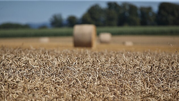��st p�enice je je�t� na poli, v pozad� jsou bal�ky.