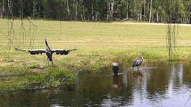 Kateřinský potok na Tachovsku si oblíbila rodinka vzácných jeřábů popelavých. Fotopast je zachytila u napájecího místa. (27. července 2022)