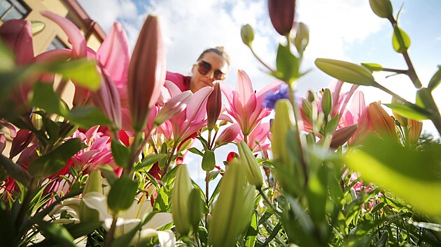 Záhony růžově kvetoucích lilií letos nově lidé obdivují i v ulici Jana Masaryka v centru Jihlavy.