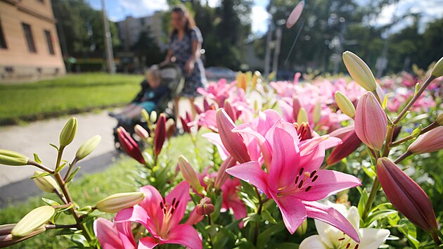 Zhony rov kvetoucch lili letos nov lid obdivuj i v ulici Jana Masaryka v centru Jihlavy.