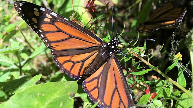 Mot�l monarcha na v�tvi stromu v rezervaci El Rosario v Mexiku. (4. prosince 2021)