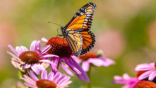 Motl monarcha v Krlovsk botanick zahrad v Burlingtonu v Ontariu. (21....