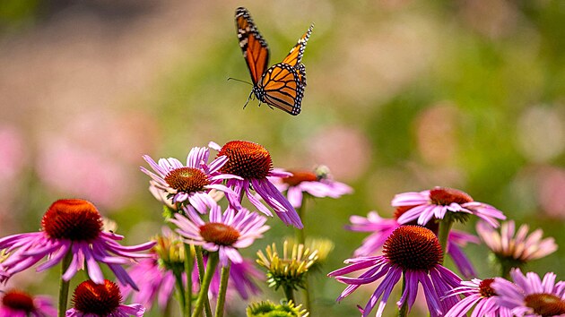 Mot�l monarcha v Kr�lovsk� botanick� zahrad� v Burlingtonu v Ontariu. (21. �ervence 2022)