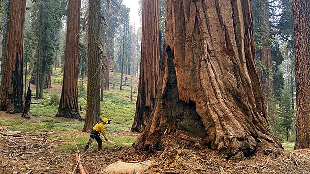 Hasii v americkm stt Kalifornie bojuj s rychle se cm lesnm porem, kter vypukl v kopcch jihozpadn od Yosemitskho nrodnho parku. (22. ervence 2022)