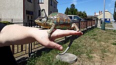 Hasi�i ze Senice na Hané a z Litovle spole�n� s pohotovostní slu�bou energetik�...