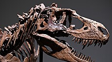 Kompletní fosilie obřího masožravého gorgosaura. (5. července 2022)