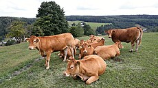 Krávy plemene Limousine.