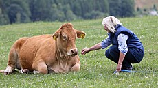 Kateina Loosová a jedna z kravek plemene Limousine.