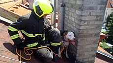 Pratí hasii zachraovali v ulici Na Líe ze stechy psa
