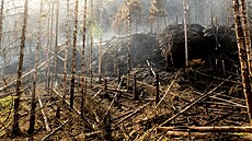 Požár v Národním parku České Švýcarsko. (28. července 2022) | na serveru Lidovky.cz | aktuální zprávy