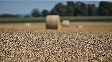 Část pšenice je ještě na poli, v pozadí jsou balíky. | na serveru Lidovky.cz | aktuální zprávy