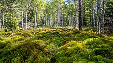 Soumarské ra�elini�t� pro�lo revitalizací a postupn� se mu navrací jeho funkce.