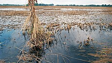 Na polích stála po povodních v roce 1997 voda a hnilo obilí. To se pak nedalo...