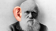 Darwin�v hrbolek odkazuje na p�íbuznost �lov�ka s primáty