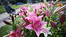 Z�hony r��ov� kvetouc�ch lili� letos nov� lid� obdivuj� i v ulici Jana Masaryka...