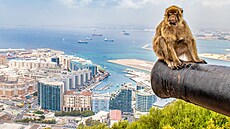 Voln ijící opice a Gibraltar, to patí neodmyslyteln k sob.