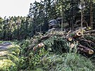 V Národním parku eské výcarsko zaalo 26. ervence veer kácení strom s...